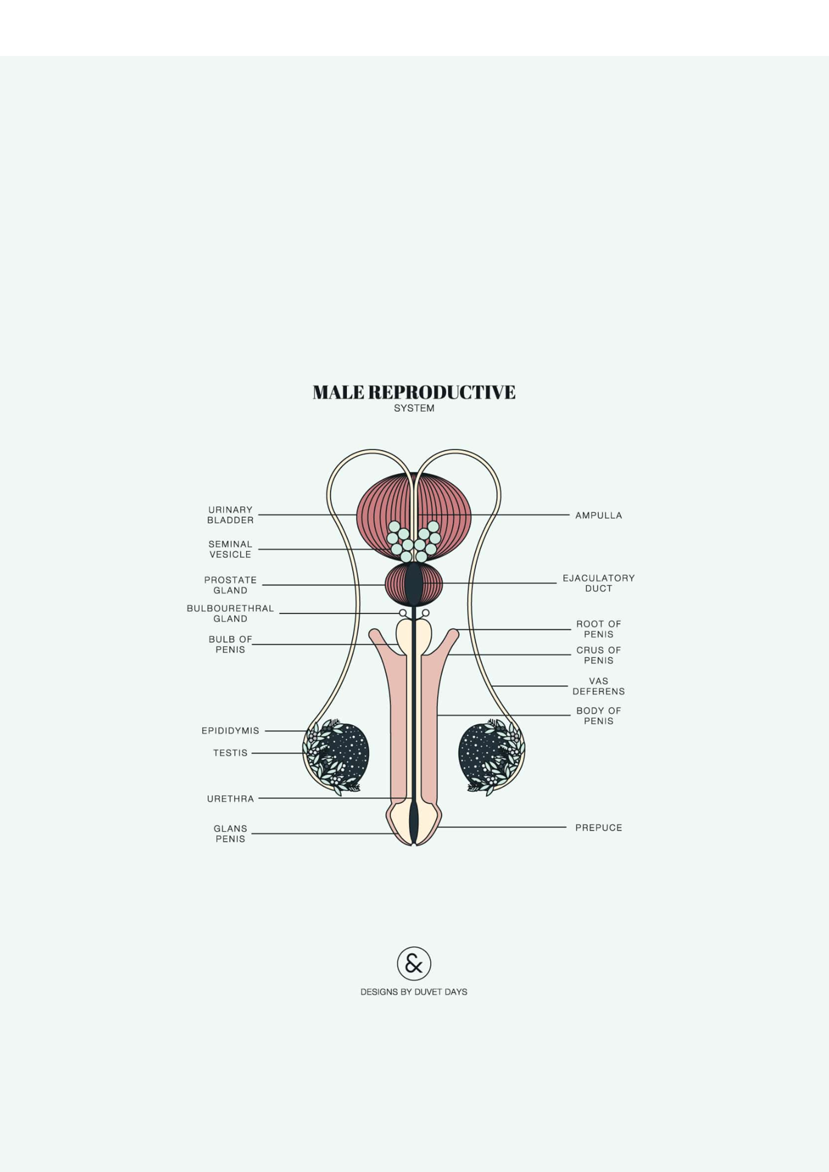 Suelo pélvico en hombres